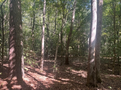 Pine /Hardwood Timber Land Parcel for Sale in Bluff City, AR - image 1
