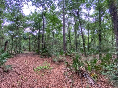 Gorgeous Waccasassa River Front Property! - image 5