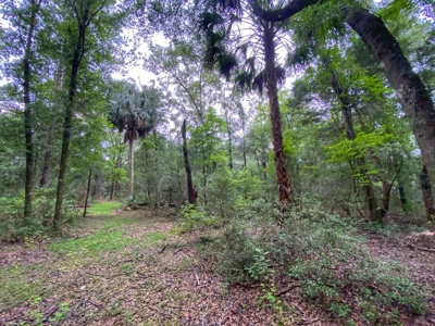 Gorgeous Waccasassa River Front Property! - image 7