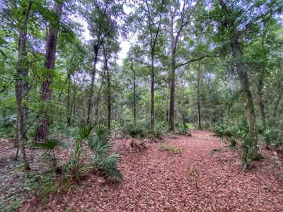 Gorgeous Waccasassa River Front Property! - image 6
