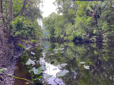 Gorgeous Waccasassa River Front Property! - image 2