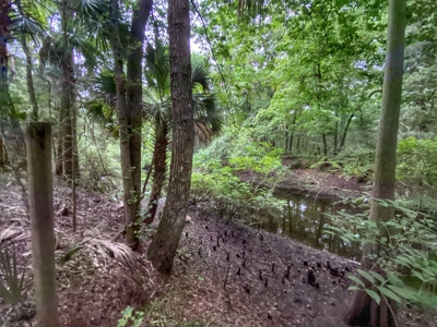 Gorgeous Waccasassa River Front Property! - image 3