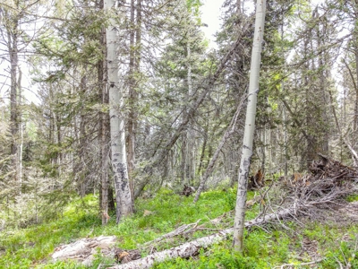 Mountain RV Lot in Cimarron Colorado - image 19