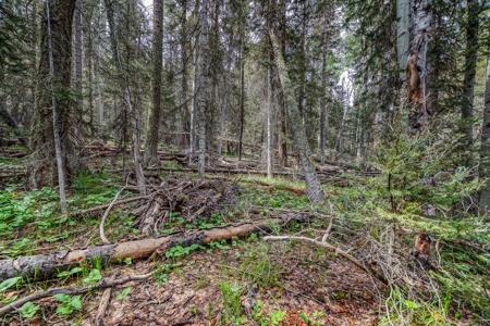 Mountain RV Lot in Cimarron Colorado - image 14