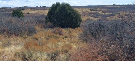 Secret Canyon Ranch -Mountain Off Grid Recreation Wildlife - image 8