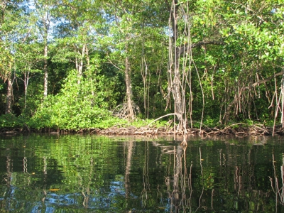 Stunning 54 Hectars Of Prestine Land In The Caribbean - image 10