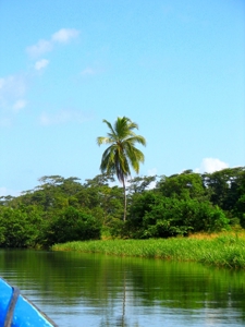 Stunning 54 Hectars Of Prestine Land In The Caribbean - image 3