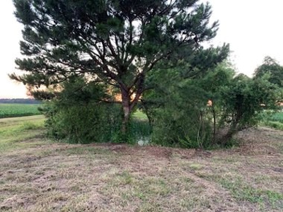 Rural Real Estate for sale in Beaufort Co., near Pantego, NC - image 22