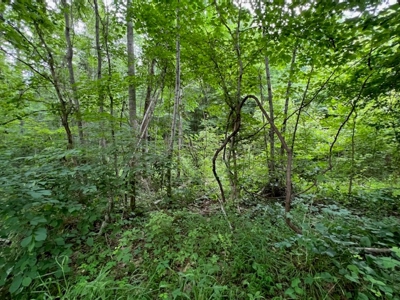 Unrestricted Land Auction Hawkins County TN-East Tennessee - image 15