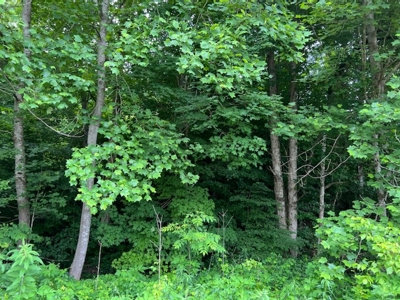 Unrestricted Land Auction Hawkins County TN-East Tennessee - image 18