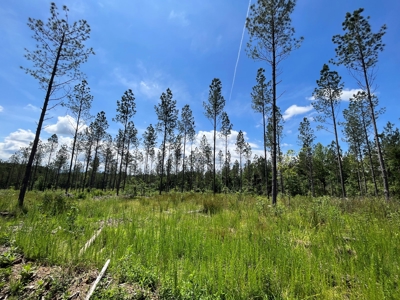East Tennessee Timberland Property - Vacant Residential Land - image 1