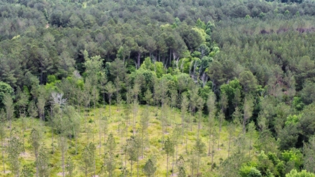 East Tennessee Timberland Property - Vacant Residential Land - image 4