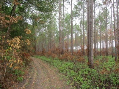 Timber Land For Sale North Florida - image 1