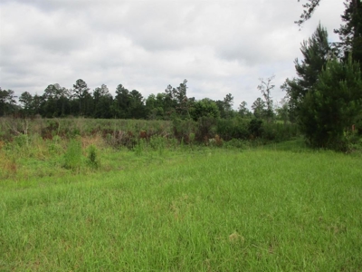 Timber Land For Sale North Florida - image 7