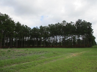 Timber Land For Sale North Florida - image 4