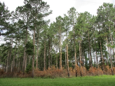 Timber Land For Sale North Florida - image 3