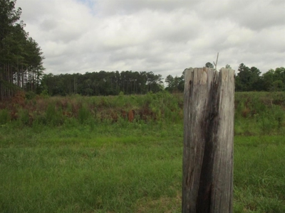 Timber Land For Sale North Florida - image 6