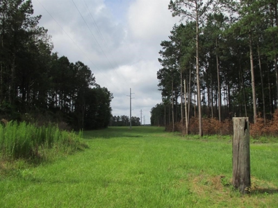 Timber Land For Sale North Florida - image 8