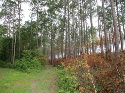 Timber Land For Sale North Florida - image 2