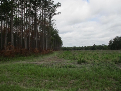 Timber Land For Sale North Florida - image 5