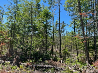 Moosehead Region Maine Land For Sale - image 8