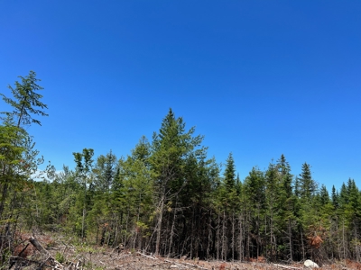 Moosehead Region Maine Land For Sale - image 10