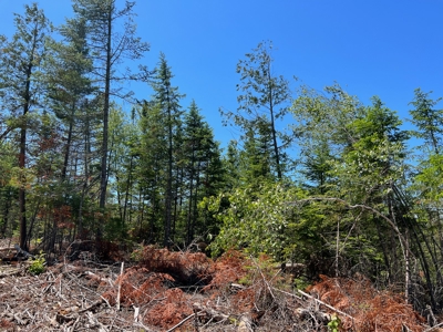Moosehead Region Maine Land For Sale - image 9