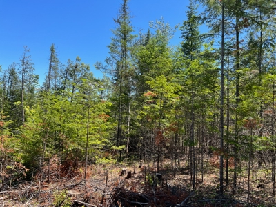 Moosehead Region Maine Land For Sale - image 12