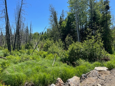 Moosehead Region Maine Land For Sale - image 15