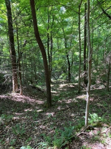 237.98 Acres For Sale in Tazewell, TN - image 31