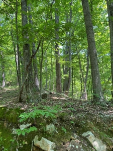 237.98 Acres For Sale in Tazewell, TN - image 9