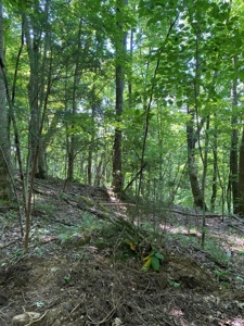 237.98 Acres For Sale in Tazewell, TN - image 16