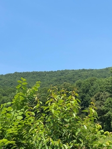 237.98 Acres For Sale in Tazewell, TN - image 24