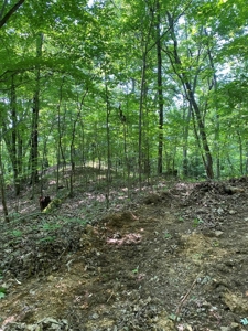 237.98 Acres For Sale in Tazewell, TN - image 19