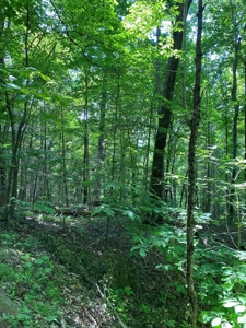 237.98 Acres For Sale in Tazewell, TN - image 14