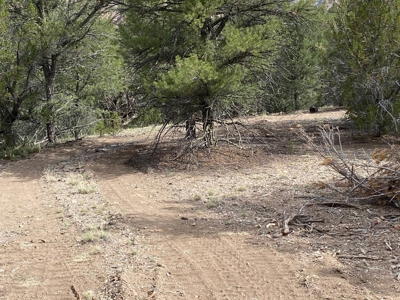GORGEOUS 40 Acre Lot for Sale near Arkansas River - image 5
