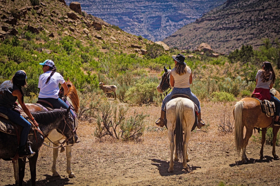 Colorado horseback business for sale