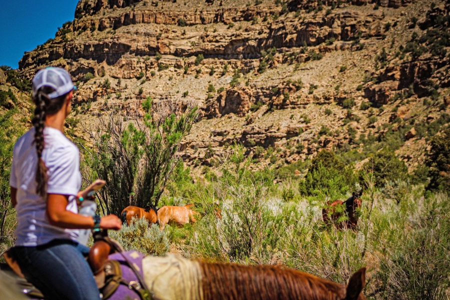 guest on CO riding stable for sale