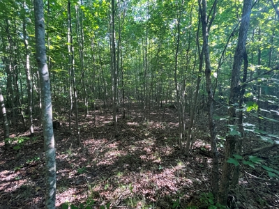 Peaceful 21.84 +- acres for sale on the Cumberland Plateau - image 7