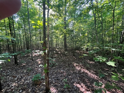 Peaceful 21.84 +- acres for sale on the Cumberland Plateau - image 2