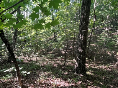 Peaceful 21.84 +- acres for sale on the Cumberland Plateau - image 13