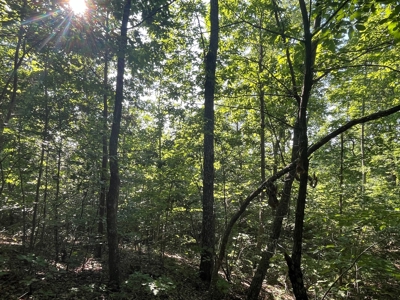 Peaceful 21.84 +- acres for sale on the Cumberland Plateau - image 14