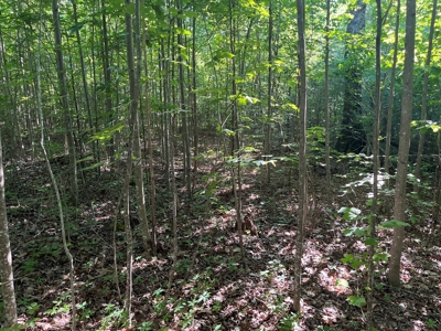 Peaceful 21.84 +- acres for sale on the Cumberland Plateau - image 6