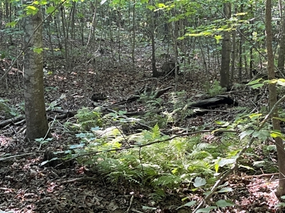 Peaceful 21.84 +- acres for sale on the Cumberland Plateau - image 10
