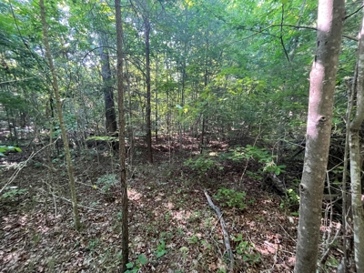 Peaceful 21.84 +- acres for sale on the Cumberland Plateau - image 11