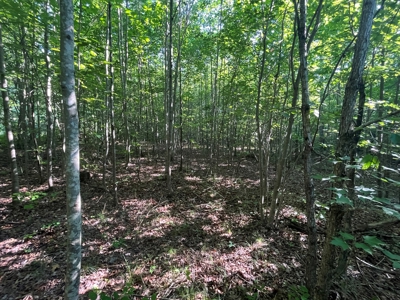 Peaceful 21.84 +- acres for sale on the Cumberland Plateau - image 12