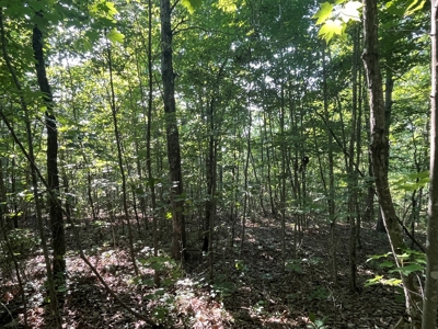 Peaceful 21.84 +- acres for sale on the Cumberland Plateau - image 8