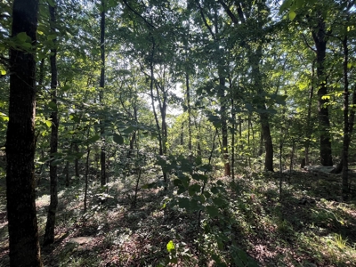 Peaceful 21.52 +- acres for sale on the Cumberland Plateau - image 3