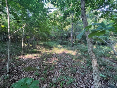 Peaceful 21.52 +- acres for sale on the Cumberland Plateau - image 7