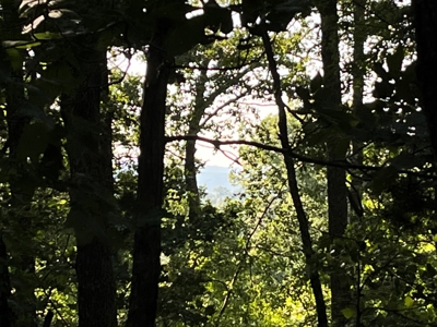Peaceful 21.52 +- acres for sale on the Cumberland Plateau - image 10